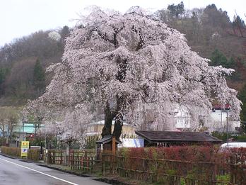 "Protecting" and "growing" cherry blossoms