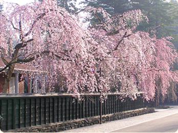 The castle town, Kakunodate is full of cherry blossoms
