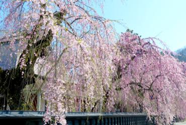 水彩画原画 枝垂れ桜・角館 水彩画原画 枝垂れ桜・角館 絵画
