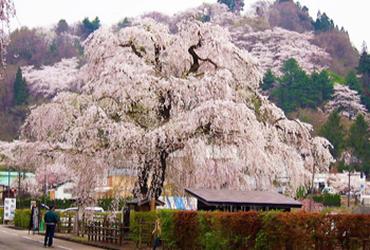 桜の由来－シダレザクラ編－ | 店舗情報 | 田沢湖角館観光協会