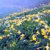 たくさんの花に出会う　　　　　「秋田駒ケ岳・乳頭山」⛰