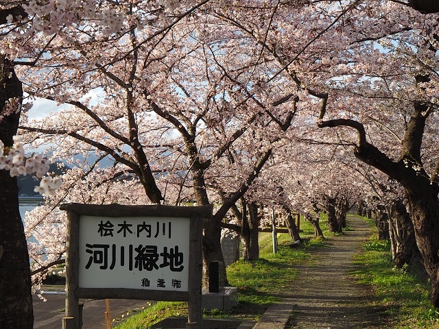 更新 角館の桜まつり 21年第2報 イベント 田沢湖角館観光協会 Tazawako Kakunodate Tourism Assosiation