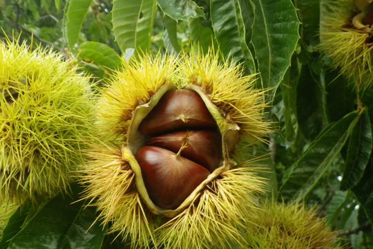 Saimyoji Chestnuts