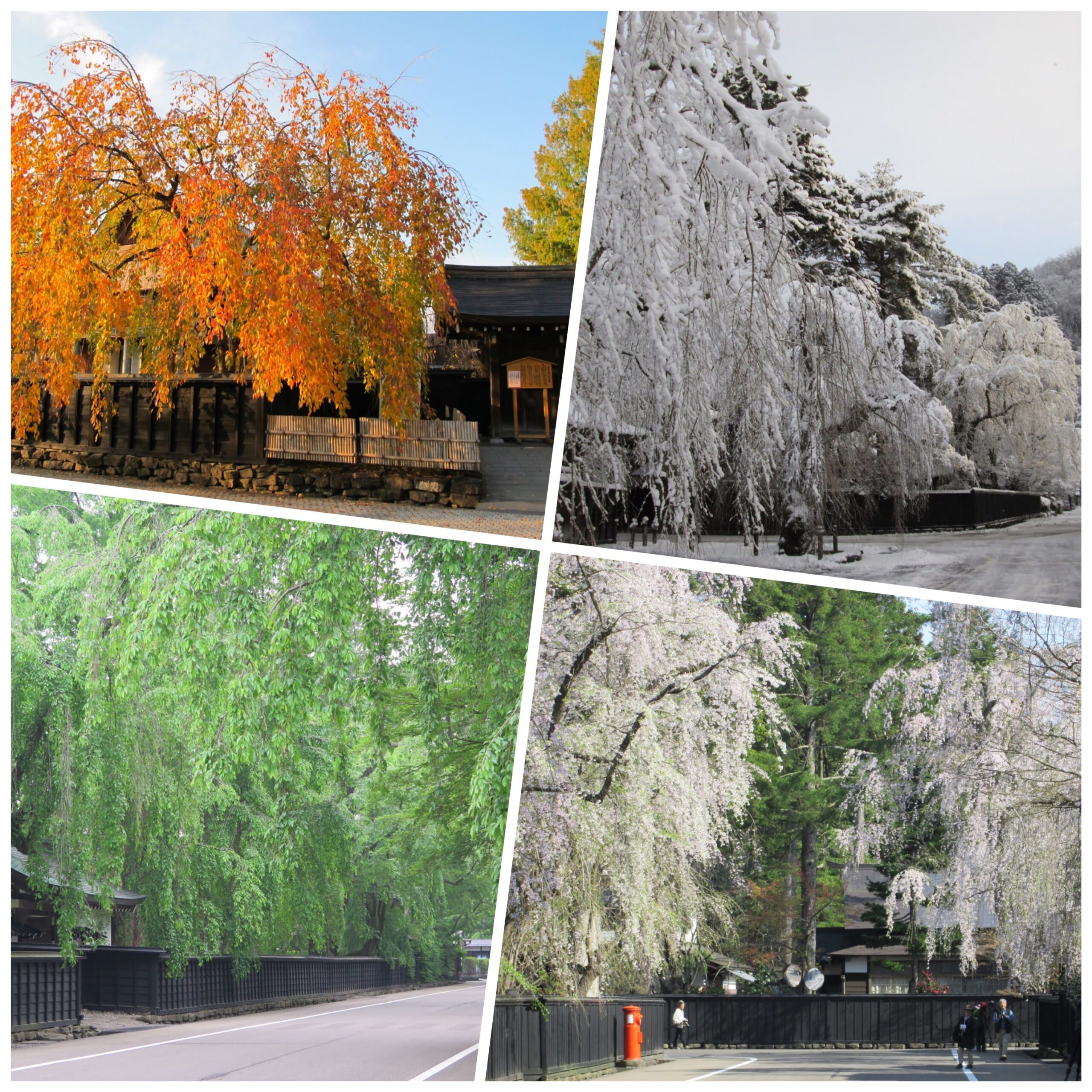 Weeping Shidarezakura change appearance with the seasons