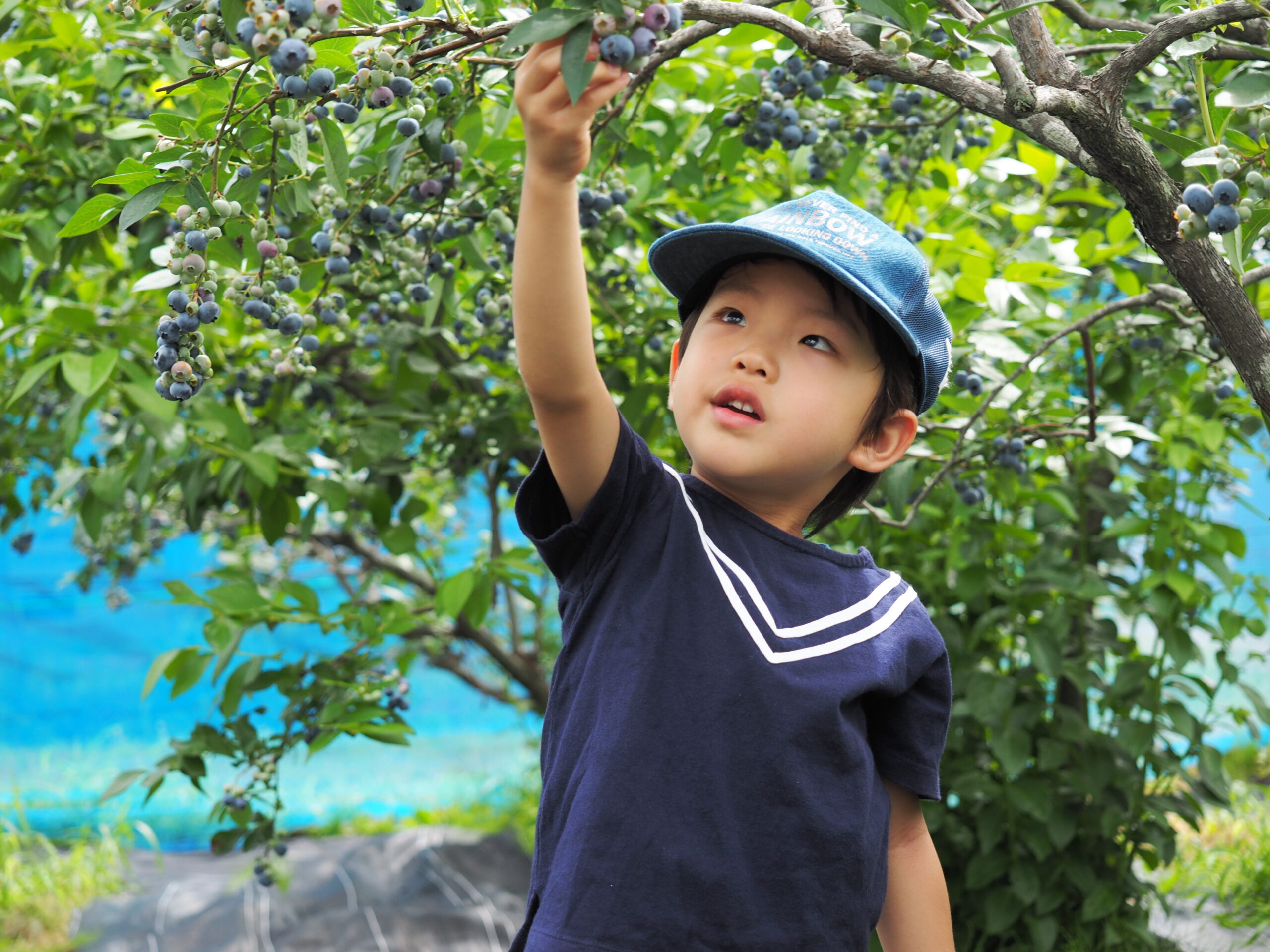 Blueberry Farm Jindai