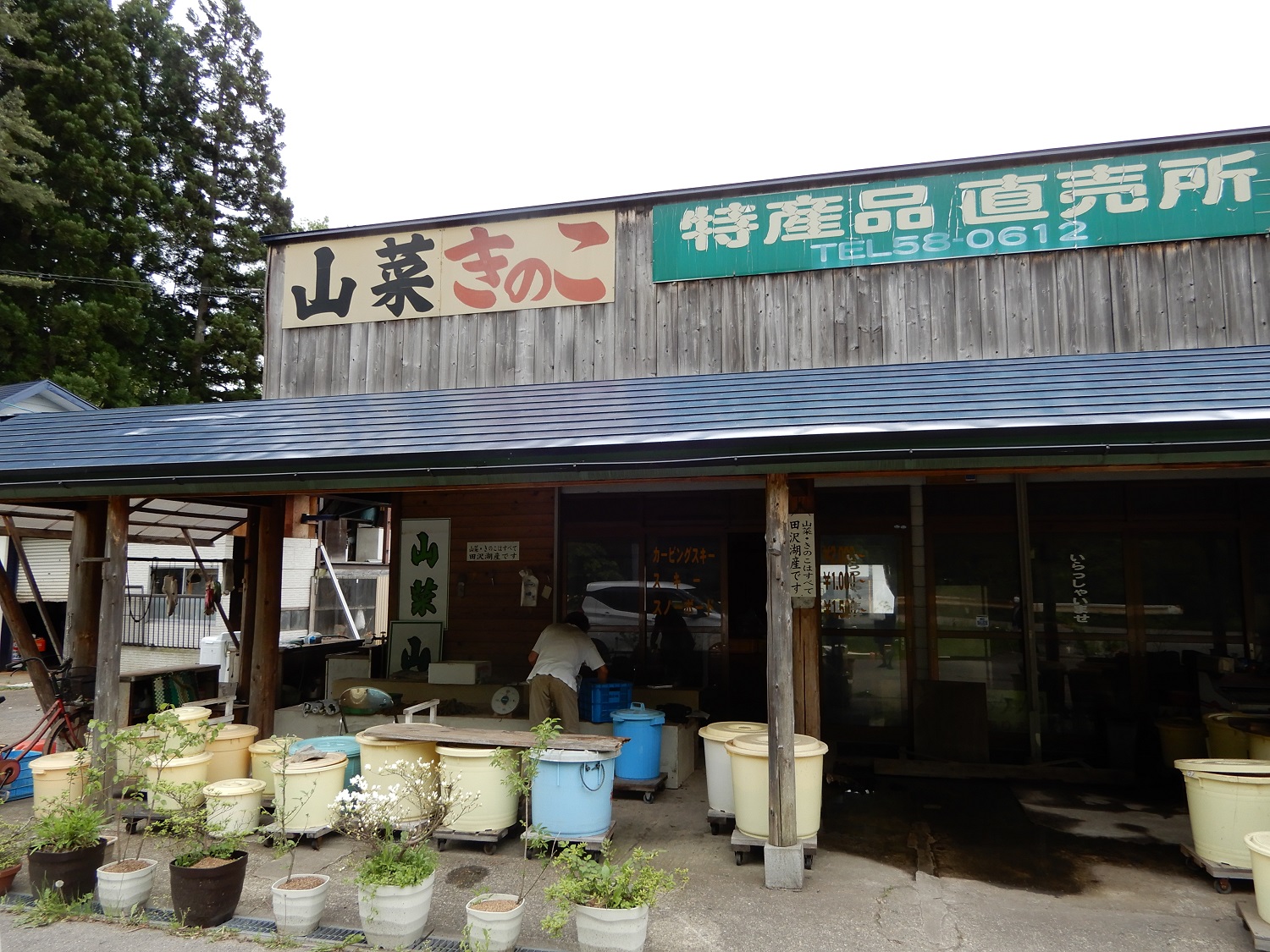 ซังไซ คิโนโกะ วาตานาเบะ