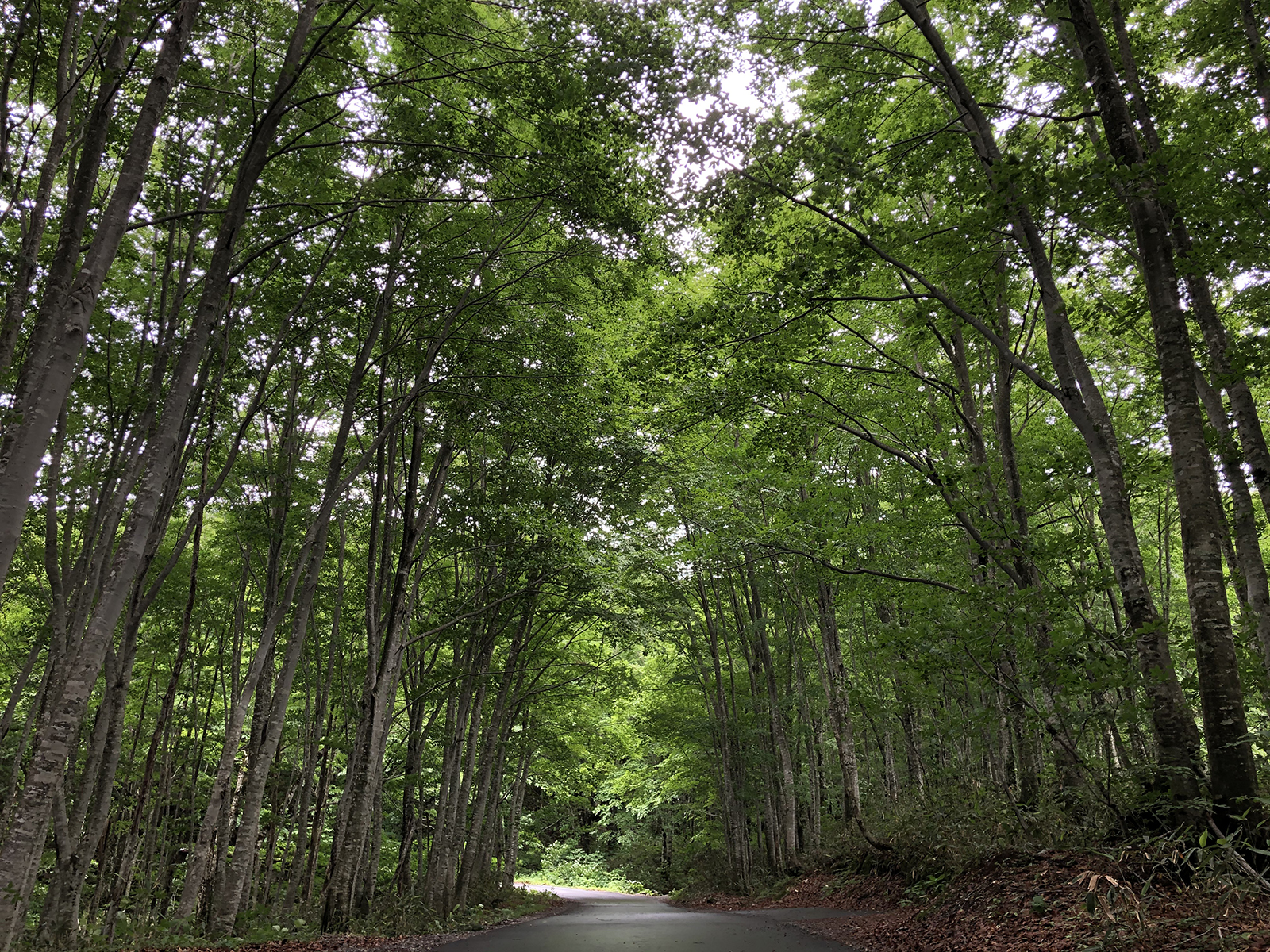 Secondary beech forests
