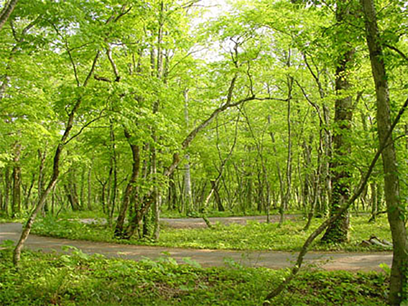 Primeval forest walking trails and auto campsites