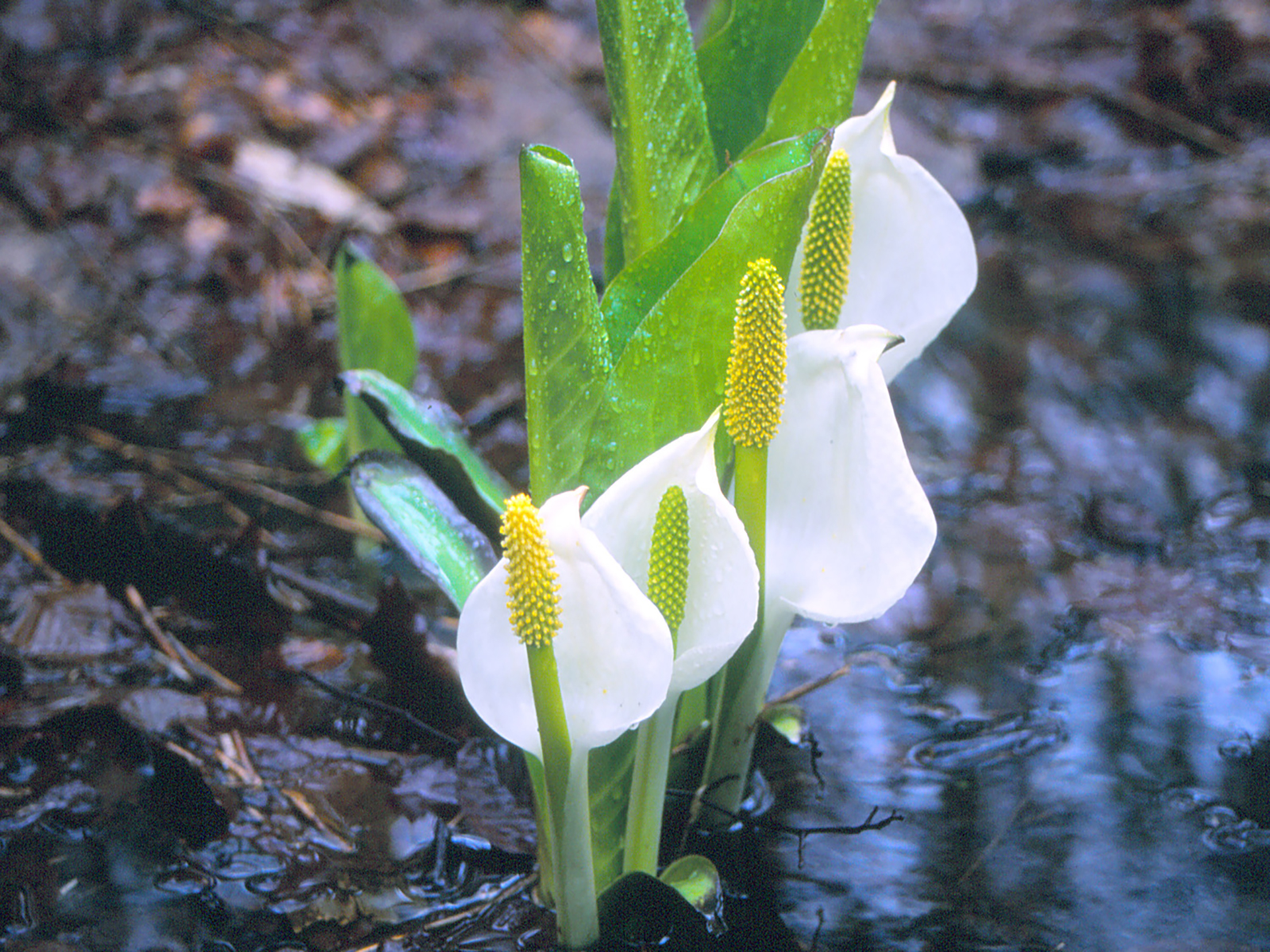 Sashimaki Marsh Asian Skunk Cabbage Colony
