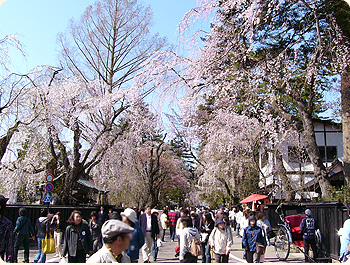 Kakunodate Cherry Kakunodate Festival