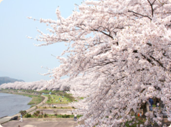 The thoughts of the residents who continued to protect the cherry blossoms