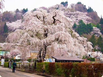 162 trees are national natural monuments