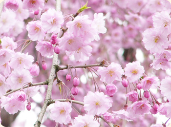 Is there no such thing as a Shidarezakura?