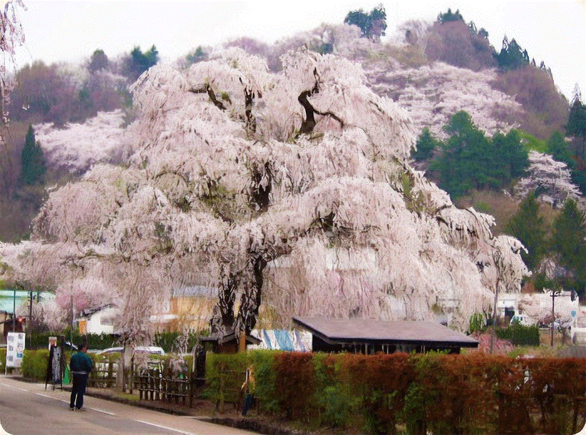 162本が国の天然記念物
